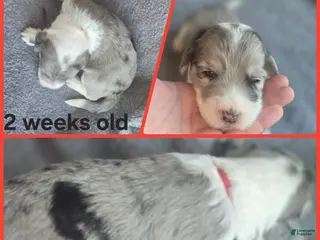 Sheepadoodle dogs Begonia -Red collar - Ad 14