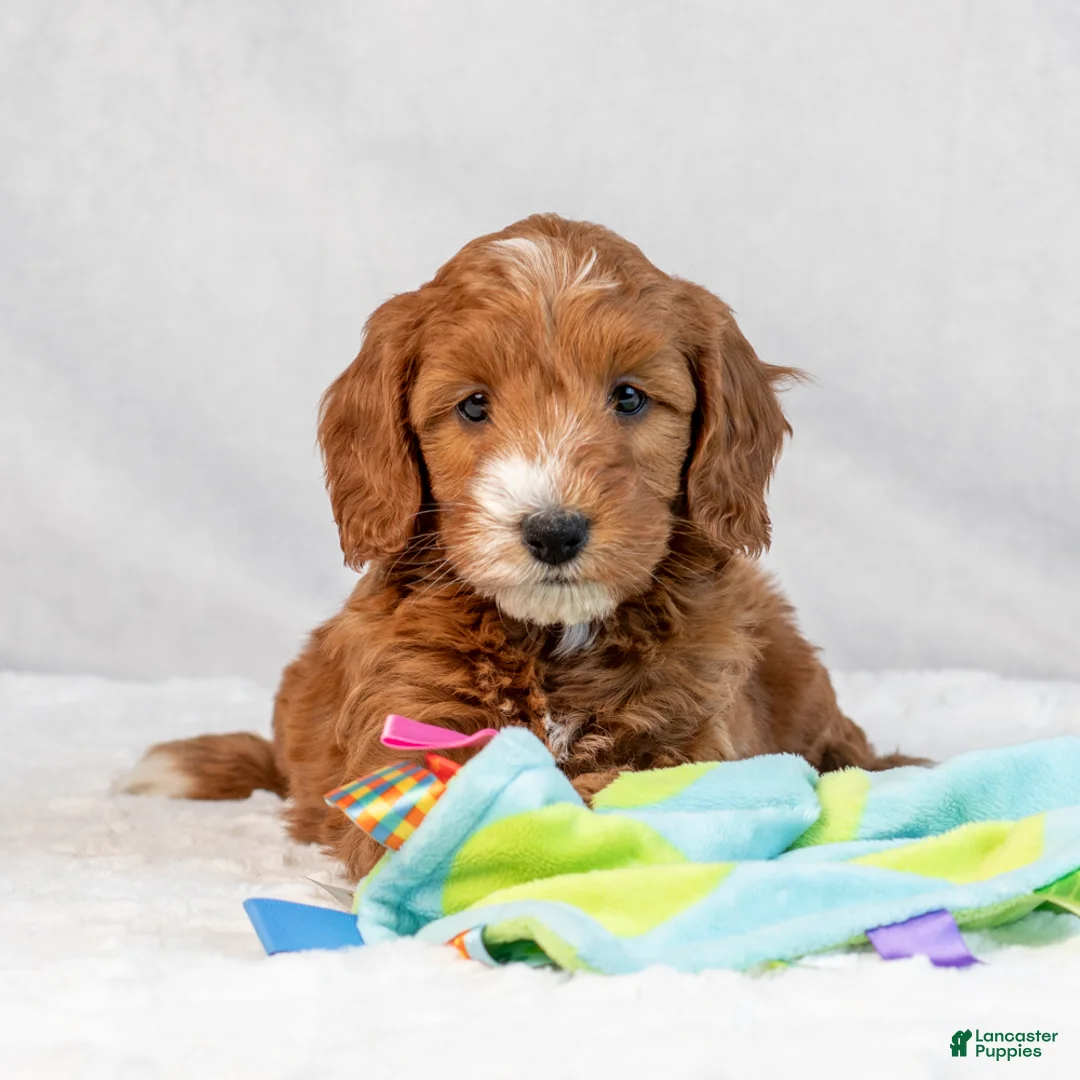 Mini Goldendoodle dogs for sale: Bonnie - Ad 2