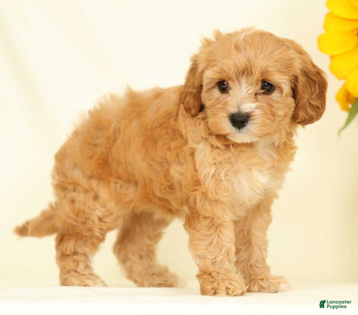 Cavapoo dogs Mandy - Ad 2