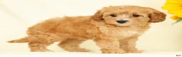 Cavapoo dogs for sale: Mandy - Ad 2