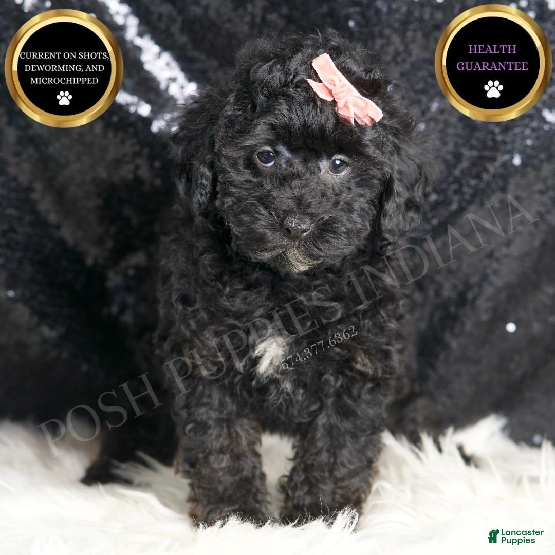 Toy Poodle dogs Luna - Ad 1