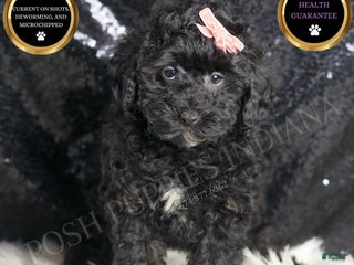 Toy Poodle dogs - Ad 31