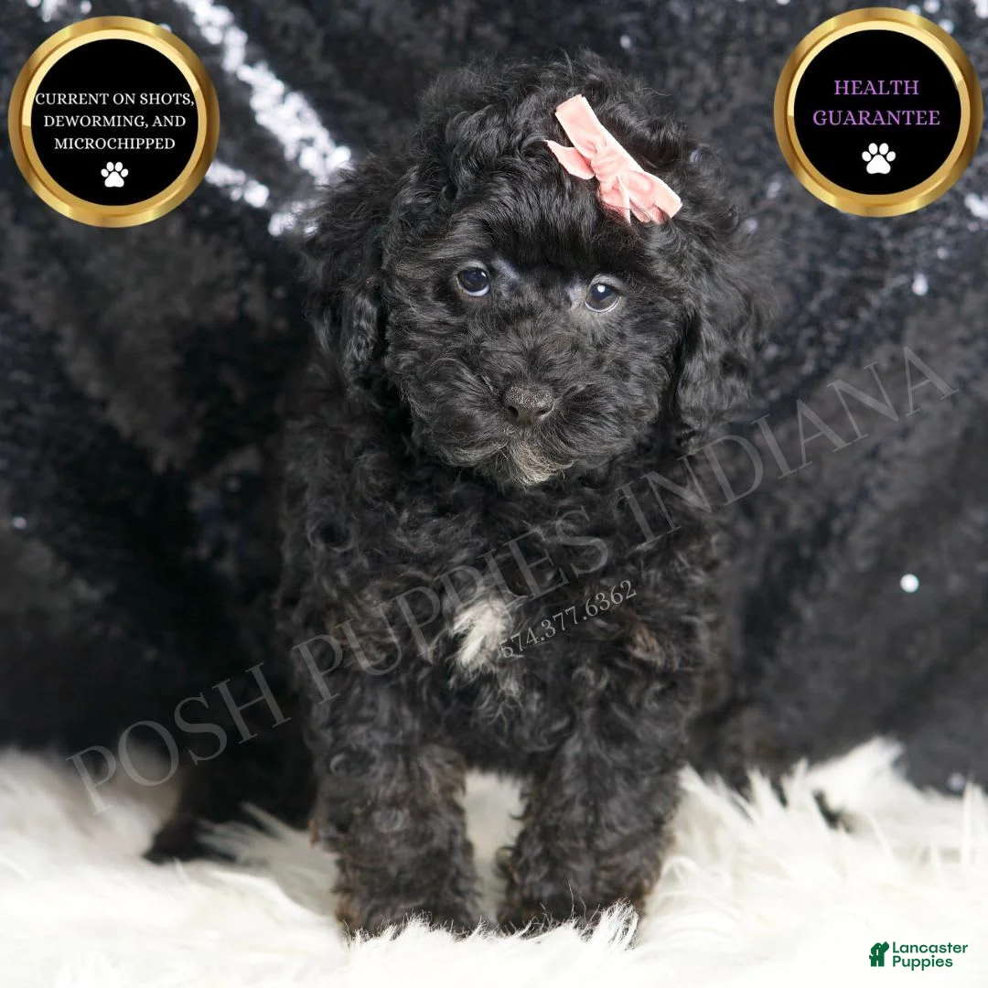 Toy Poodle dogs for sale: Luna - Ad 1