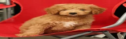 Mini Goldendoodle dogs for sale: Sammy - Ad 6