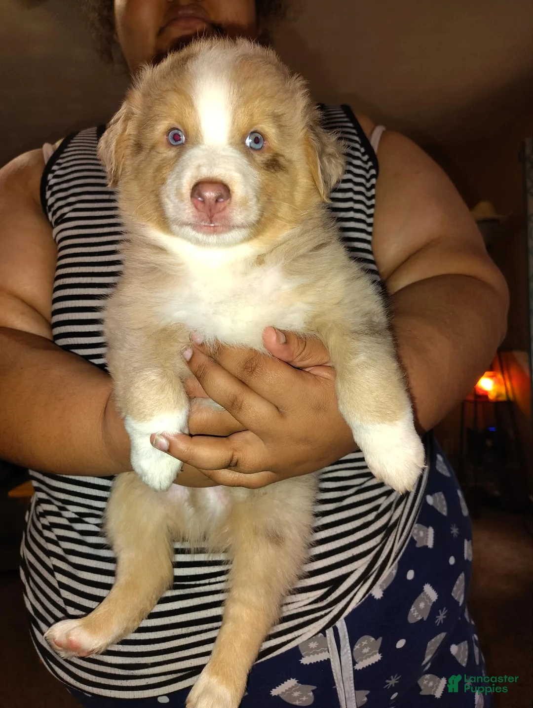 Anatolian Shepherd dogs for sale: Australian Shepherd Puppy 1 - Ad 2