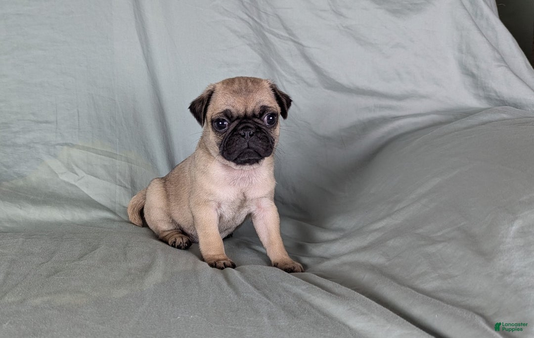 Pug dogs for sale: Benji - Ad 2