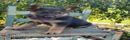 German Shepherd dogs for sale: Tammy - Ad 2