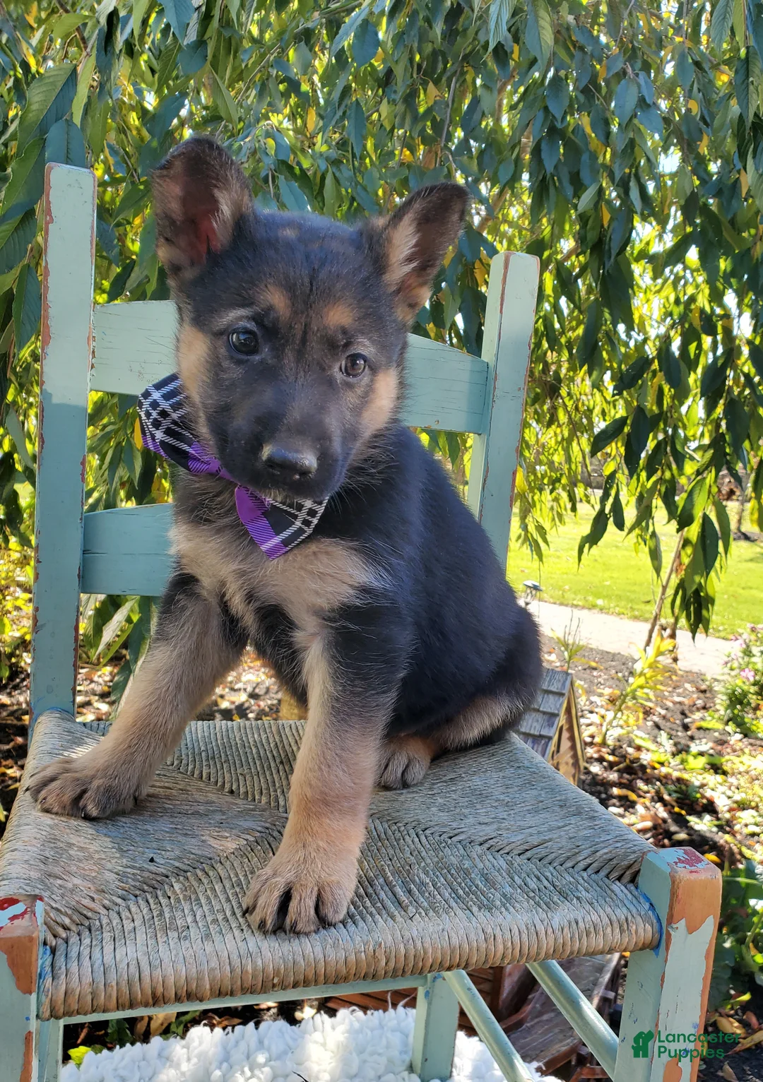 German Shepherd dogs for sale: Tammy - Ad 2