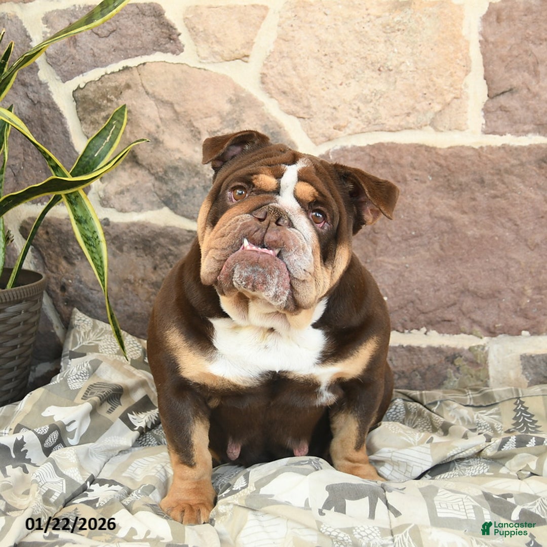 English Bulldog dogs for sale: Hazel Mocha Latte  - Ad 2