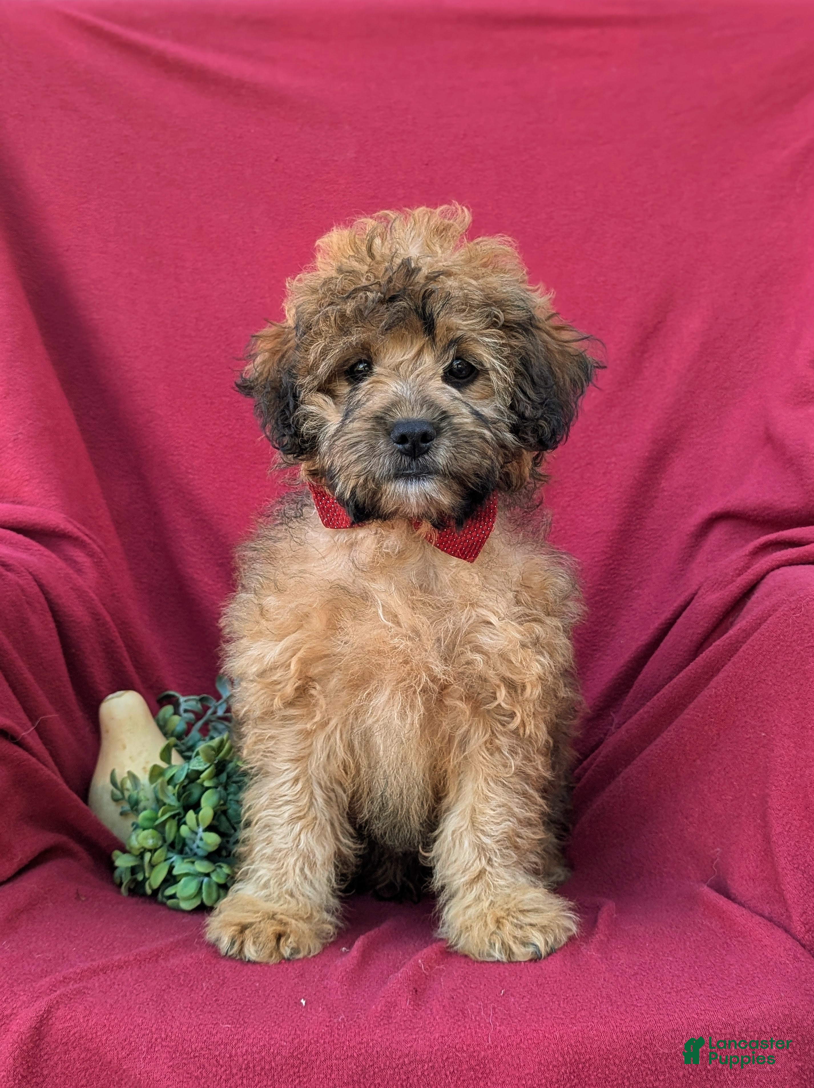 Shihpoo dogs for sale: Connolly Hypoallergenic - Ad 2