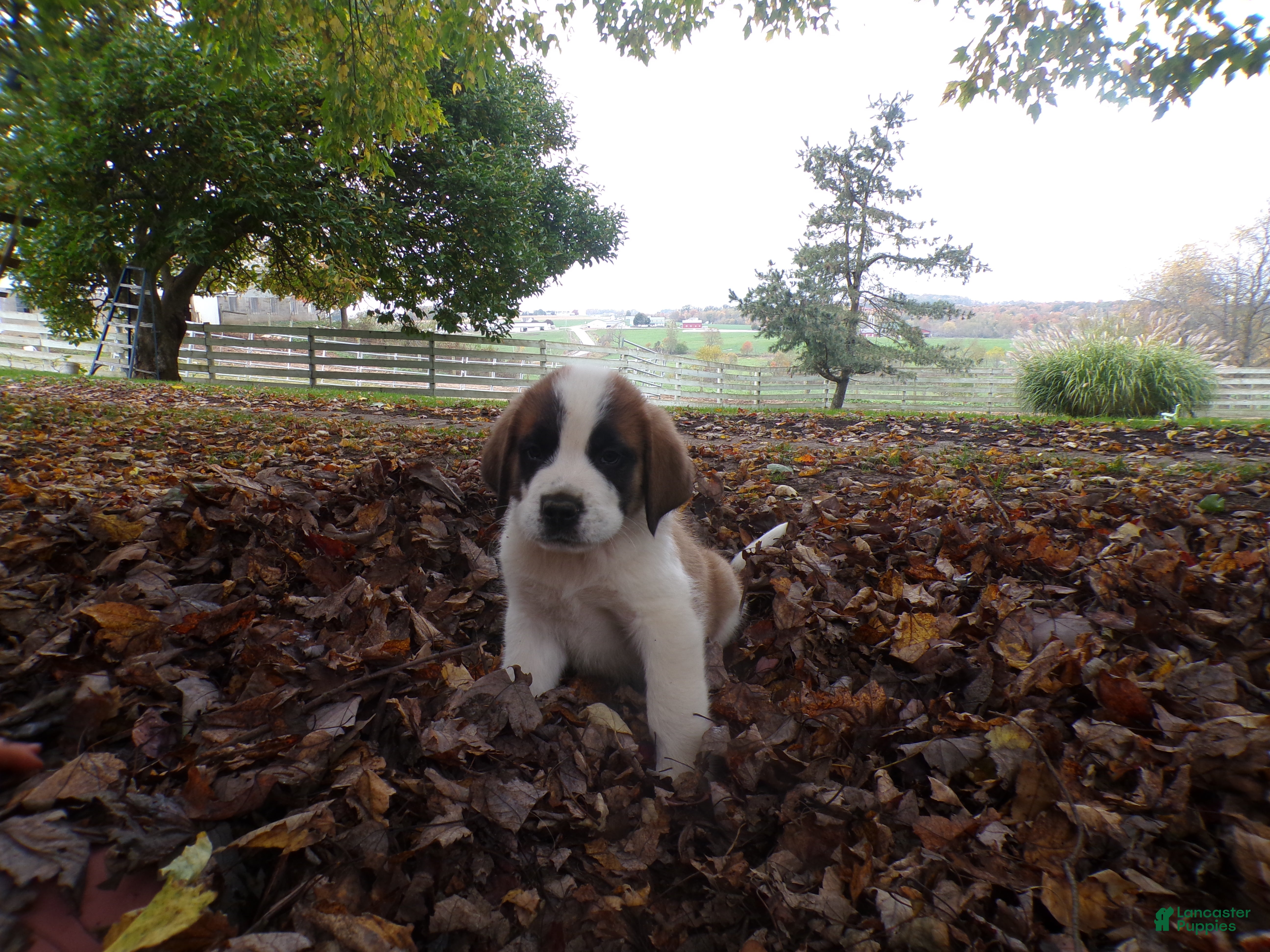 Saint Bernard dogs Axel - Ad 40
