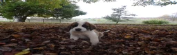 Saint Bernard dogs for sale: Axel - Ad 1
