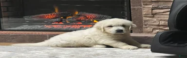 Golden Retriever 1