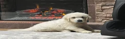 Golden Retriever dogs for sale: Golden Retriever 1 - Ad 1