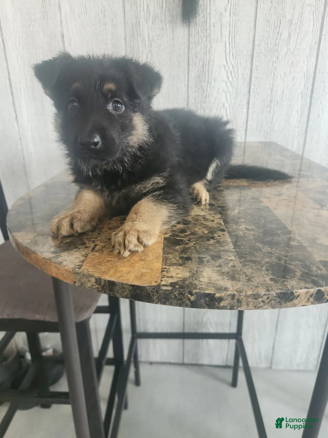 German Shepherd dogs for sale: Ellie - Ad 2