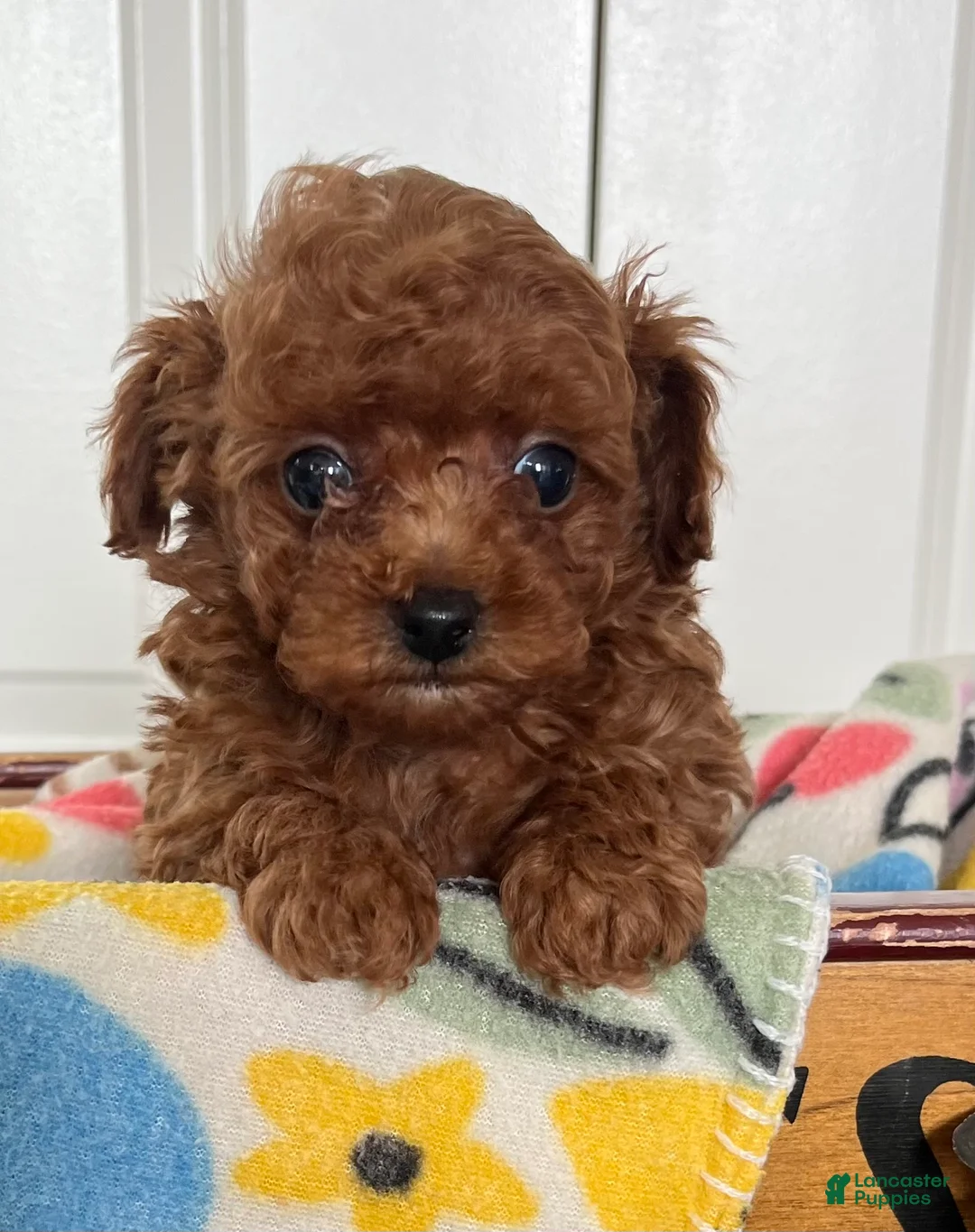 Toy Poodle dogs for sale: Baby giggles ❤️ 4 pound mom and dad ❤️ crate/potty trained ❤️ 717-344-8460  - Ad 3