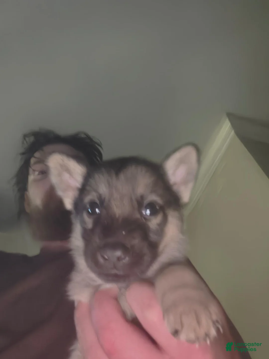 German Shepherd dogs for sale: German Shepherd 6 - Ad 1