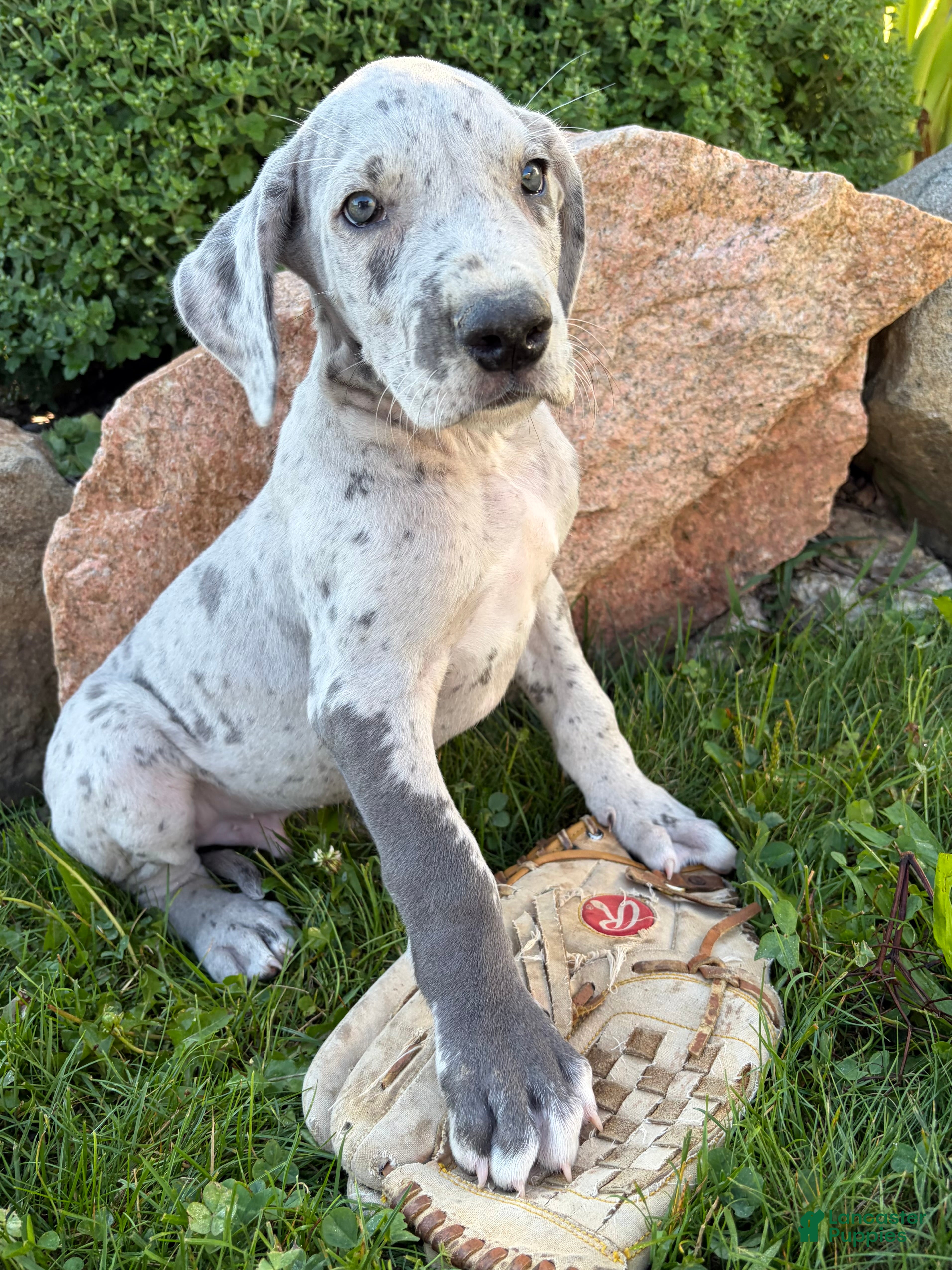 Great Dane dogs Emmett - Ad 2