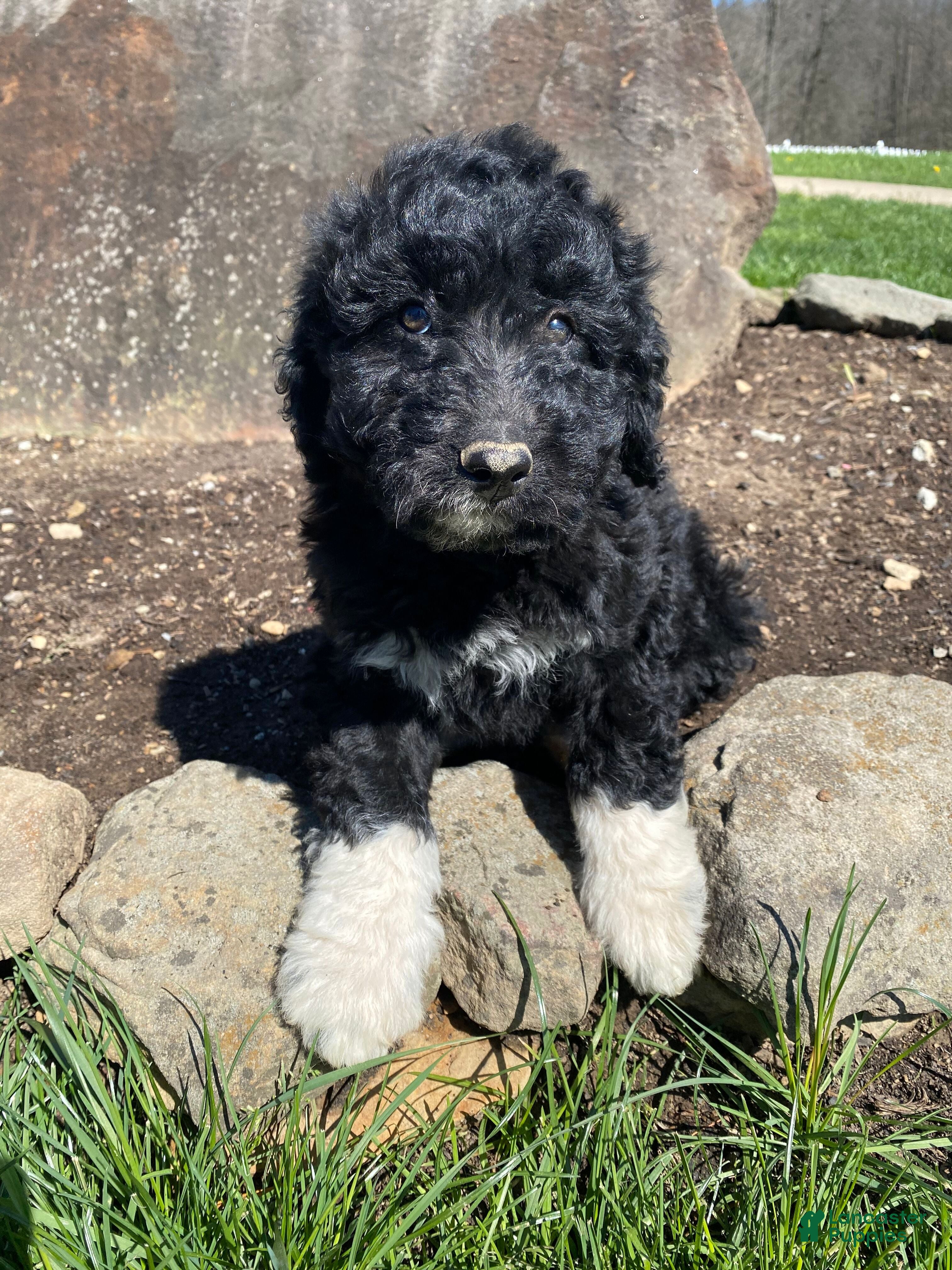 Aussiedoodle dogs Max - Ad 1
