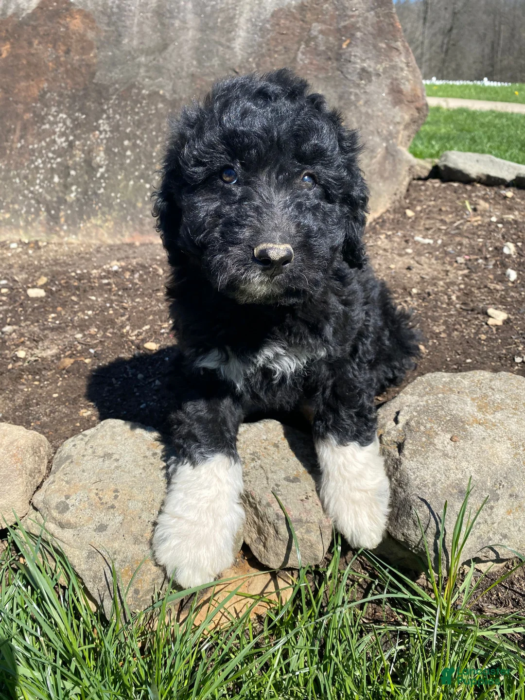 Aussiedoodle dogs for sale: Max - Ad 1