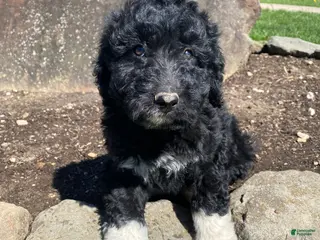 Aussiedoodle dogs for sale: Max - Ad 2
