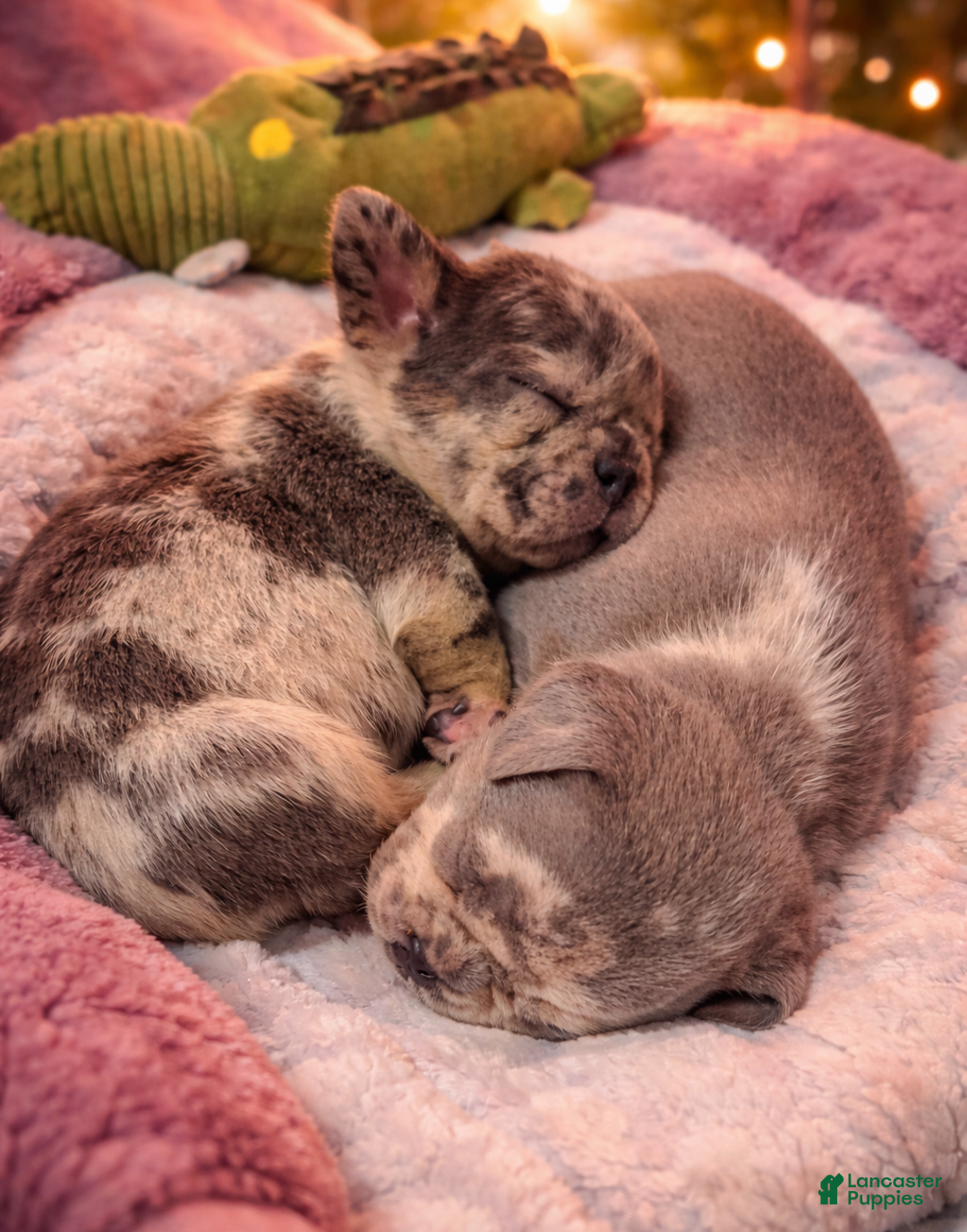 French Bulldog dogs for sale: French Bulldog Puppy 5 - Ad 2