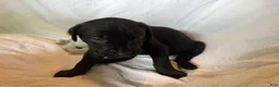 Cane Corso dogs for sale: Dean AKC green collar - Ad 37