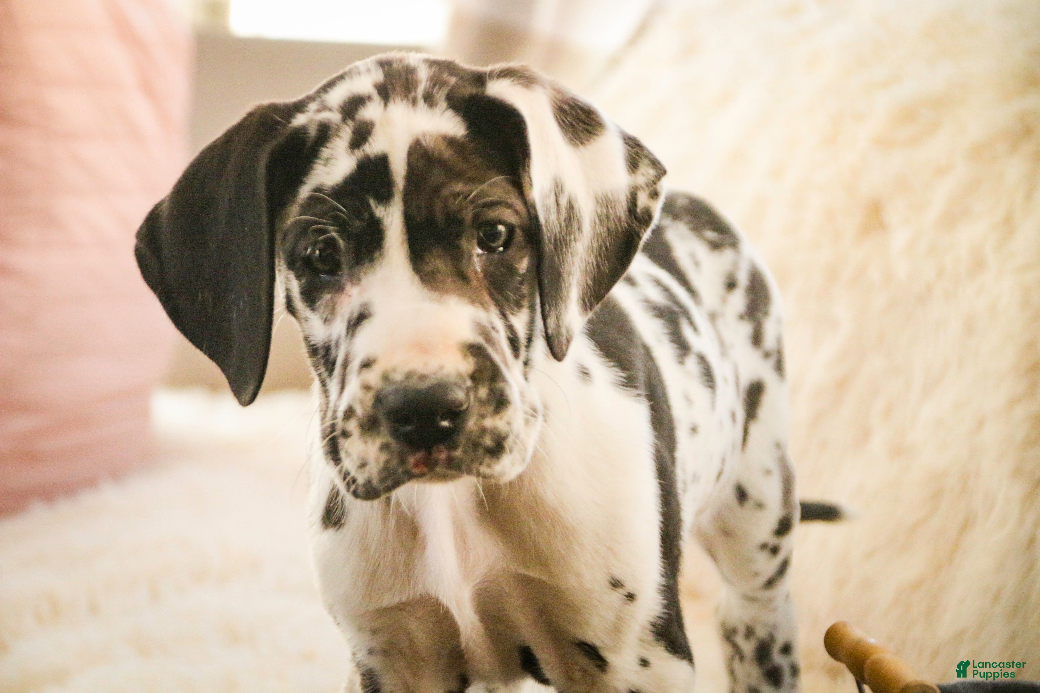 Great Dane dogs Gordon - Ad 35