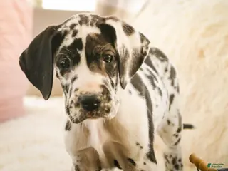 Great Dane dogs Gordon - Ad 17