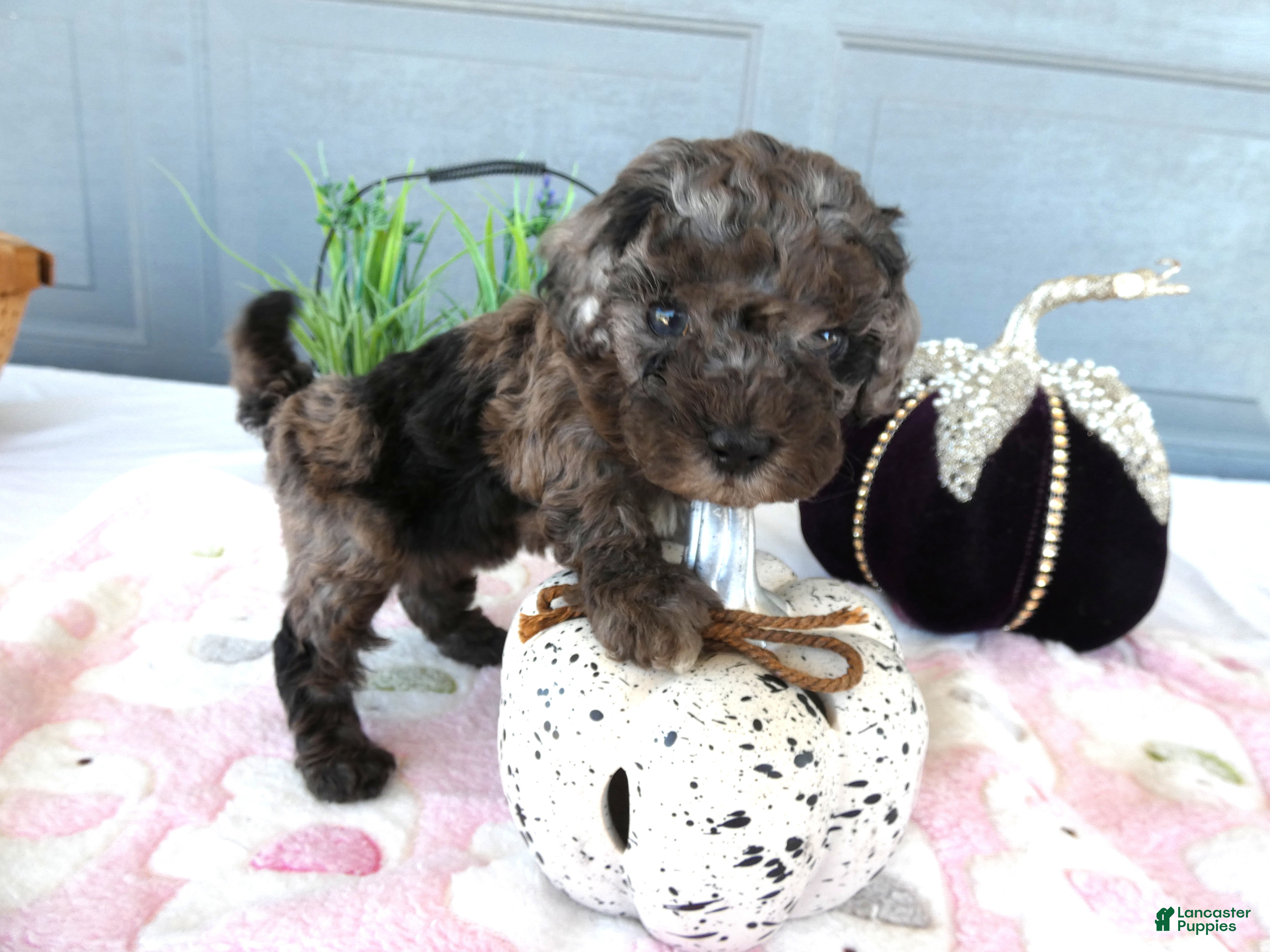 Toy Poodle dogs Toy Poodle 5 Lexi - Ad 18