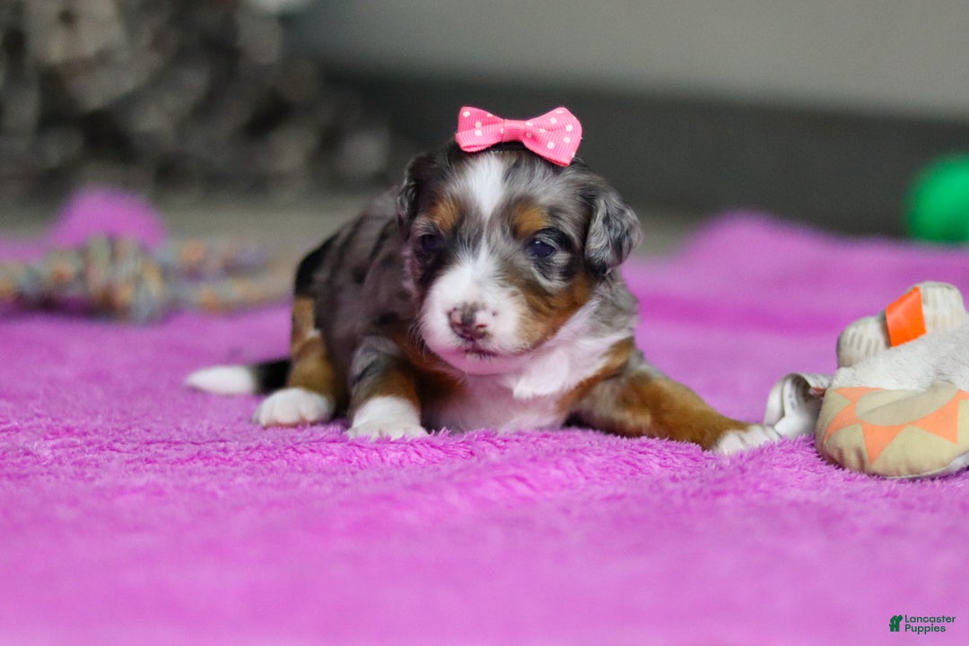 Mini Bernedoodle dogs for sale: Dahlia — Female — $2499 - Ad 3