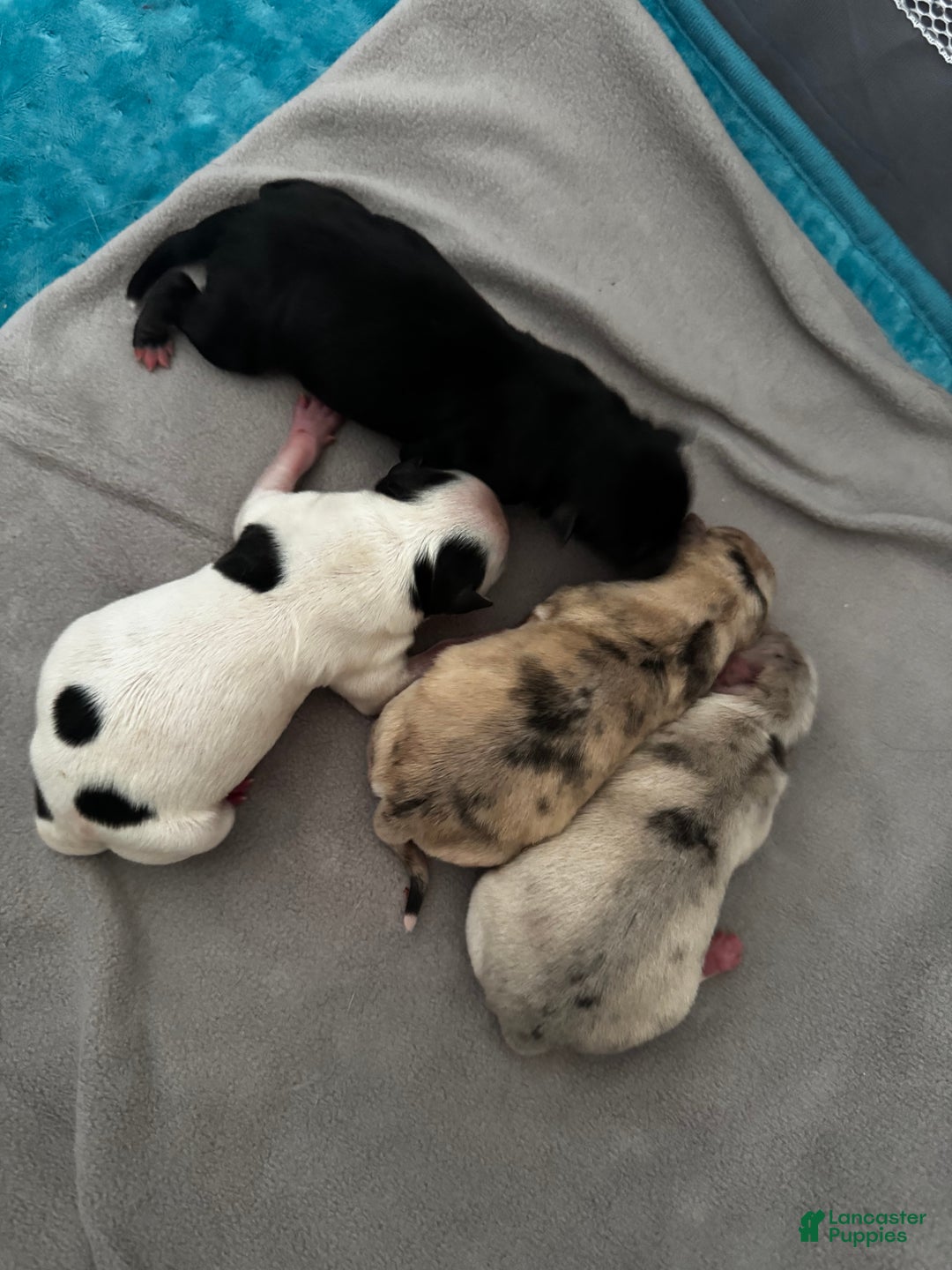 Pomsky dogs for sale: Pomsky Puppy black and white male - Ad 4