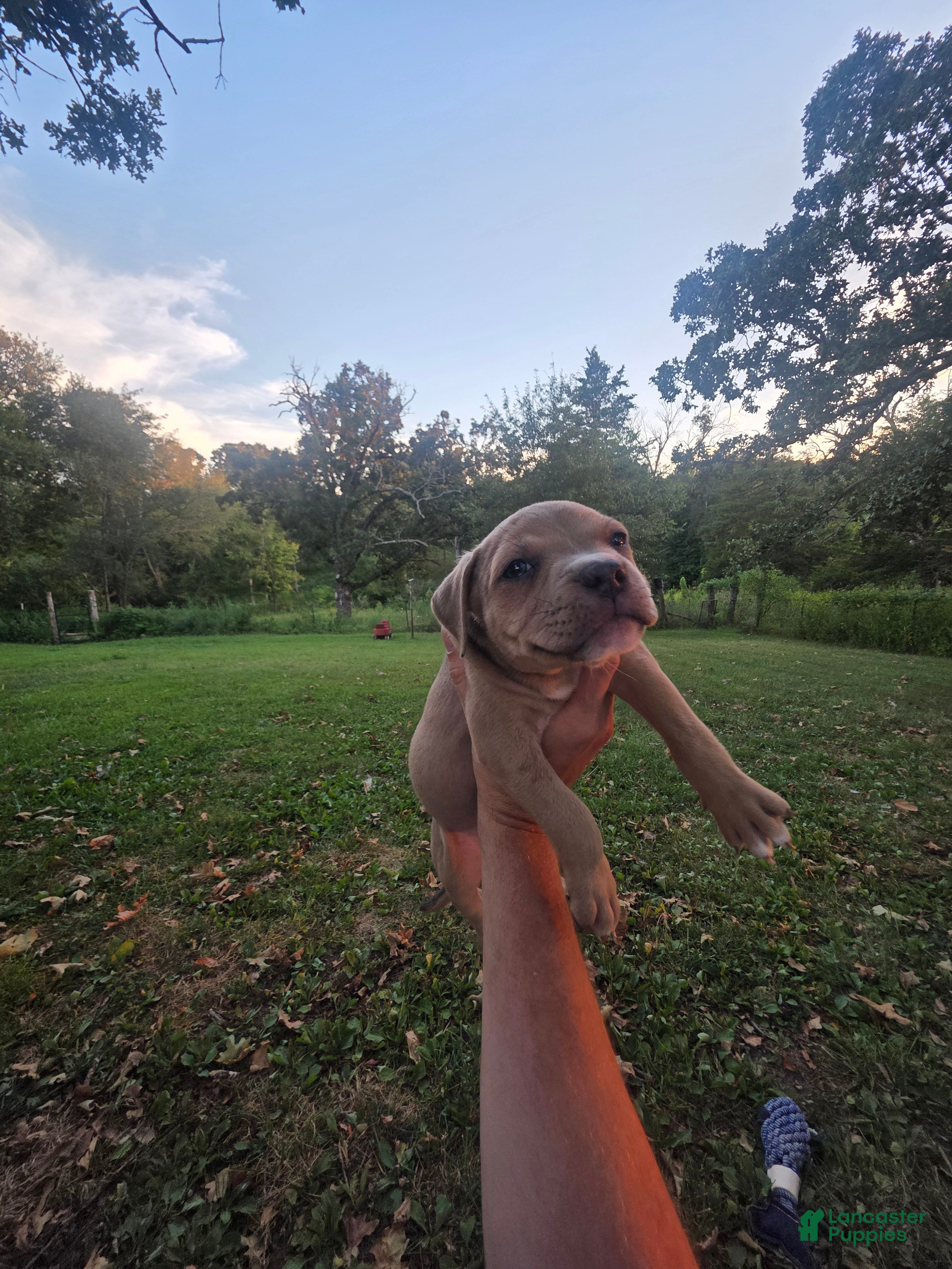 American Bully dogs American Bully 5 - Ad 8