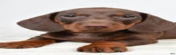 Miniature Dachshund dogs for sale: Buster  - Ad 5