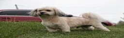 Havanese dogs for sale: Havanese 1 - Ad 8