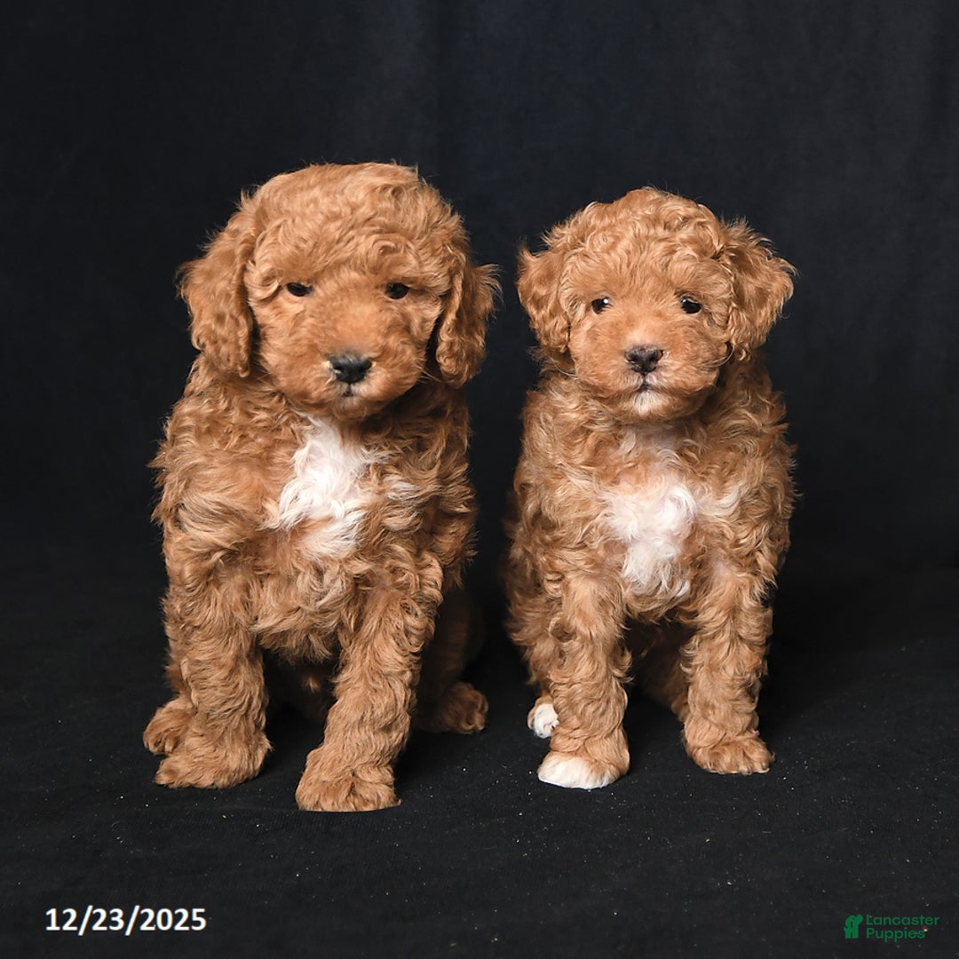 Toy Poodle dogs for sale: Kaden - Ad 6