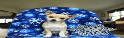 Chihuahua dogs for sale: Charlie - Ad 1