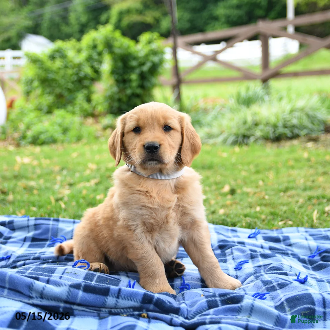 Golden Retriever dogs for sale: Caramel - Ad 1