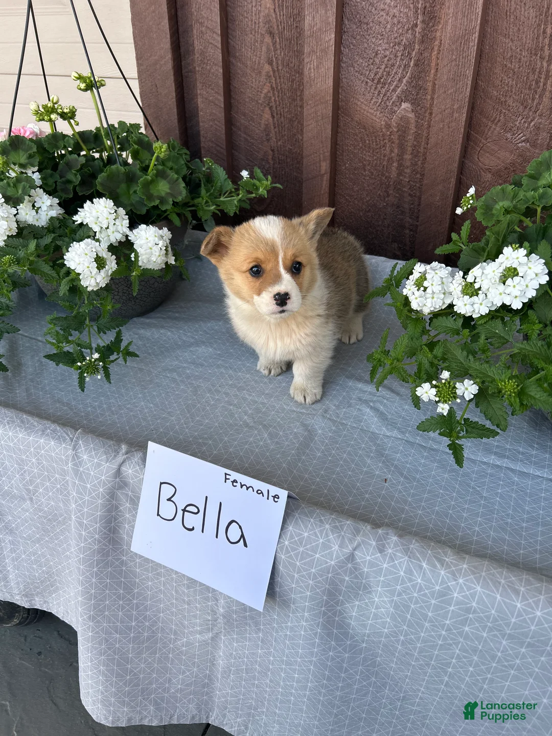 Welsh Corgi Pembroke dogs for sale: Bella - Ad 1