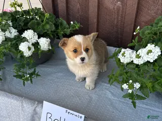 Welsh Corgi Pembroke dogs Bella - Ad 19