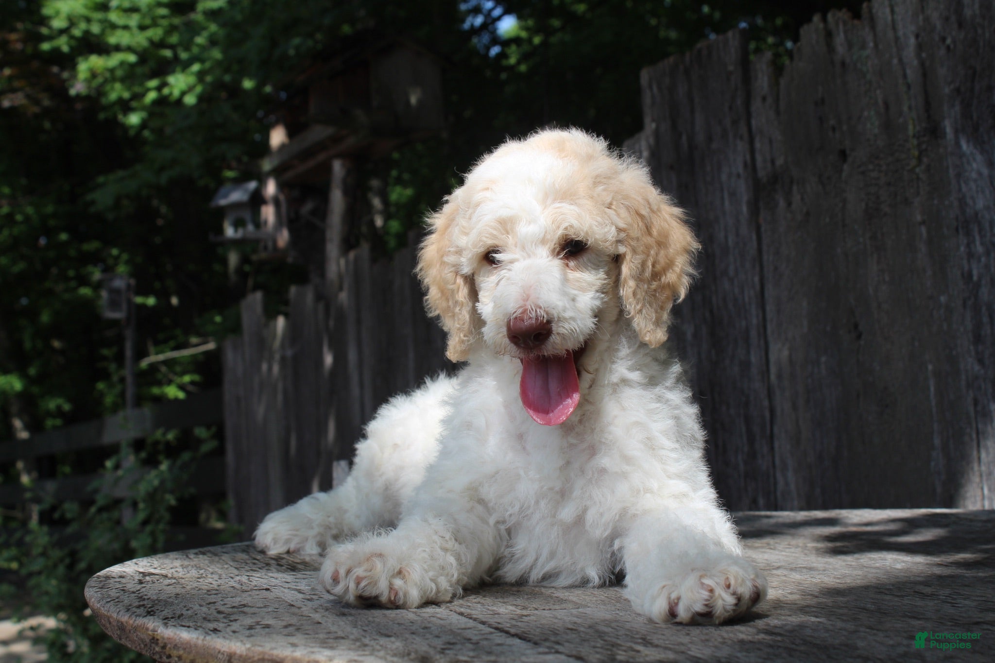 Standard Poodle dogs Pebble AKC Standard Poodle - Ad 2