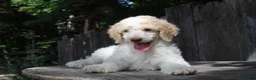 Standard Poodle dogs for sale: Pebble AKC Standard Poodle - Ad 3