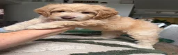 Mini Goldendoodle dogs for sale: Mini Goldendoodle 1 - Ad 7
