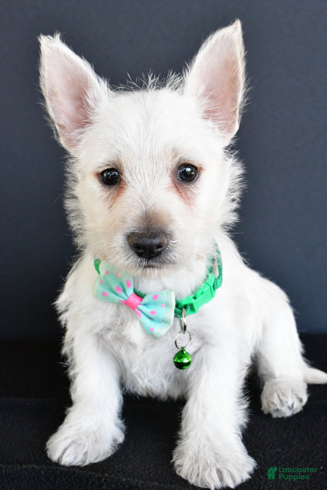 West Highland Terrier dogs for sale: Gabe - Ad 6
