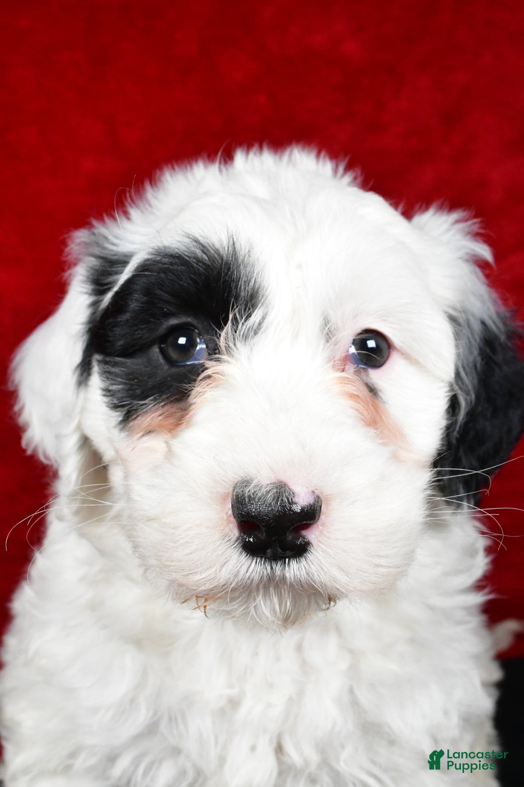 Mixed Breed dogs for sale: Sarah - Ad 8