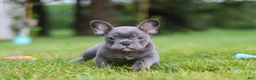 French Bulldog dogs for sale: Ollie - Ad 17
