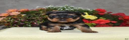 Yorkshire Terrier dogs for sale: Cash - Ad 6