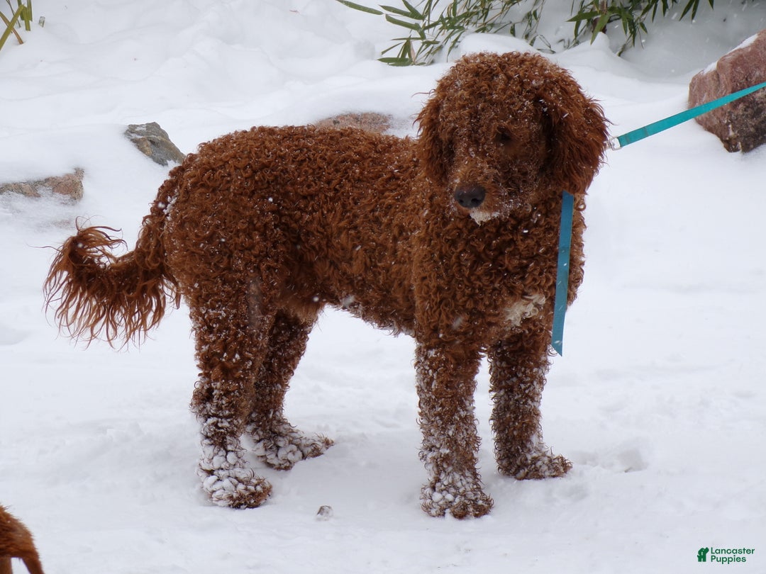 Mini Goldendoodle dogs for sale: Mini Goldendoodle Puppy 1 Cool Noodle - Ad 2