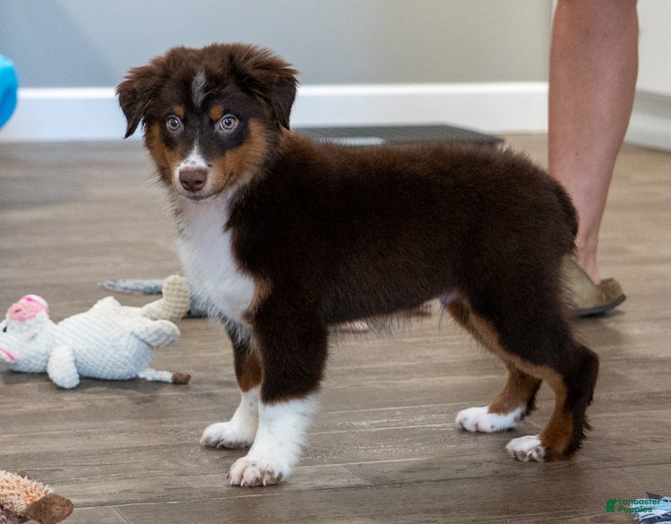 Miniature Australian Shepherd dogs Rugar - Ad 1