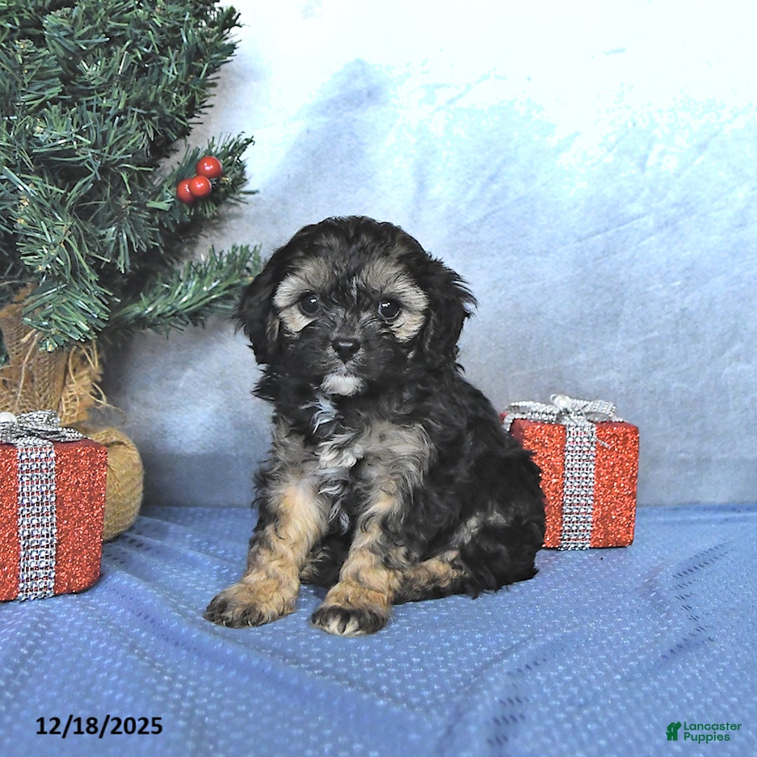 Cavapoo dogs for sale: Reese - Ad 3